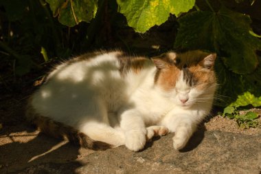 Beyaz-kahverengi bir kedi dışarıda yeşil yaprakların üzerinde uyur. Güneşli yaz günü