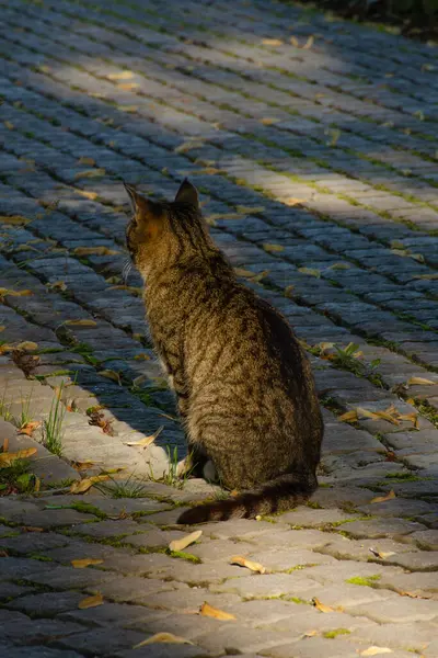 Gray Tabby Cat Sits Street Yard Vertical Photo — Stock Photo, Image