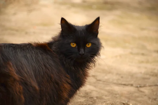 Portretul Unei Pisici Pufoase Negre Stradă Închide Ochii Galbeni — Fotografie, imagine de stoc
