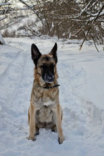 白い雪の上で冬にドイツの羊飼い 森の中の明るい晴れた日 — ストック写真