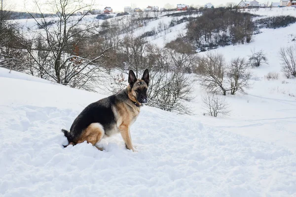 German Shepherd Sitting White Snow Dog Background Snowy Ravine Face — Stock fotografie