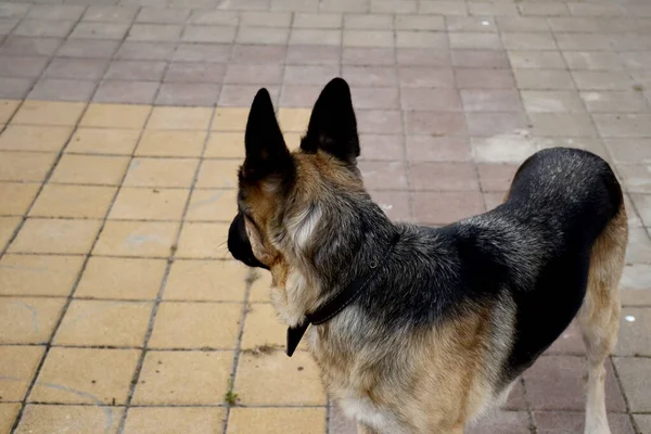 German shepherd looks back. German shepherd dog in the city in summer. In the background paving slabs.