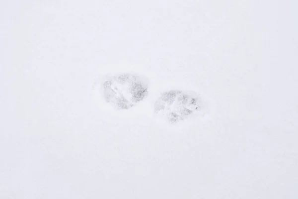 Paw Prints Schone Witte Sneeuw Ijzige Winterdag Horizontale Textuur — Stockfoto