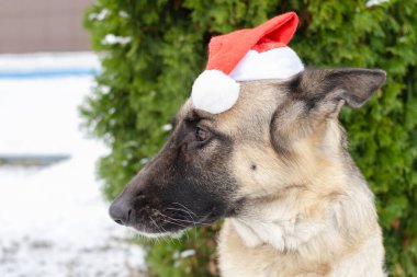 Noel ve Yeni Yıl konsepti, yatay fotoğraf. Bahçede kırmızı Noel Baba şapkalı Alman çoban köpeği portresi, kışın yeşil thuja arka planında.