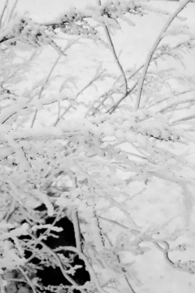 Las Ramas Blancas Nieve Helada Día Invierno Foto Vertical — Foto de Stock