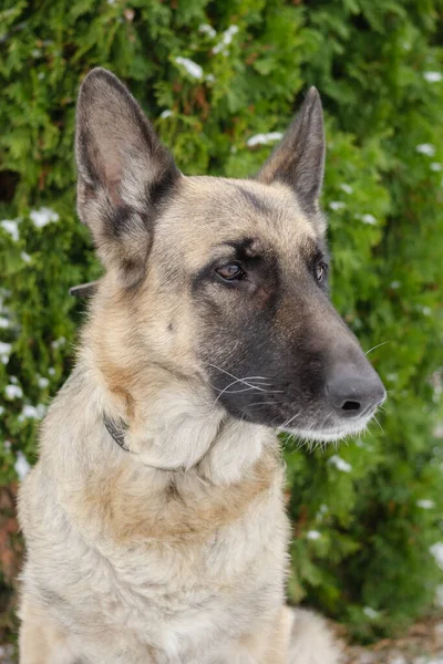 Porträtt Tysk Herde Hund Vintern Bakgrund Grön Thuja Med Snö — Stockfoto