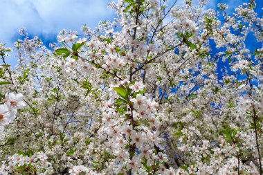 Mavi gökyüzüne karşı beyaz çiçekler ve yeşil yapraklar. Seçici odak.