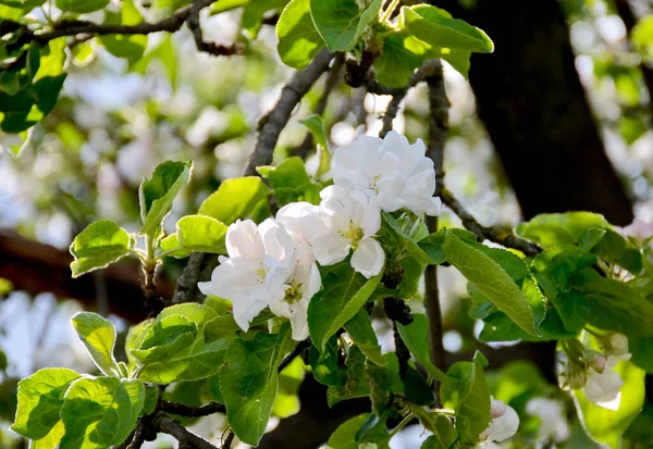 Manzano Flor Con Hojas Verdes Brotes Blancos Rosados Florecientes Flores — Foto de Stock