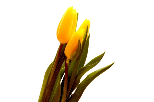 Bouquet Yellow Tulips Drops Water Isolated White Background Valentine Day — Stock Photo, Image