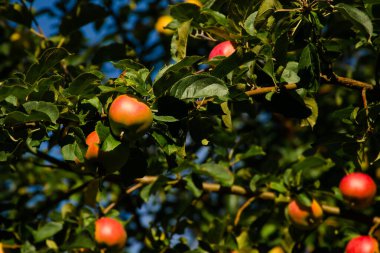 Red apples on branch among green foliage, ready to be harvested, outdoors, selective focus