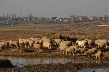 Küçük bir nehrin yakınındaki bir su birikintisinde koyun ve keçi sürüsü. Tarım ve hayvancılık kavramı. Kırsal kesimde güneşli bir günde sığırlar otluyor..
