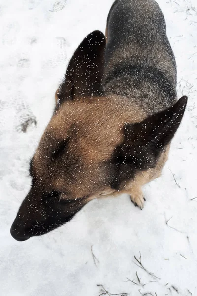 冬にドイツの羊飼い 美しい犬の顔に雪 白い雪の粒 — ストック写真