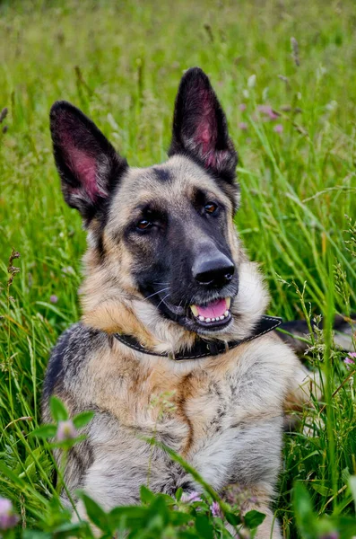 Portrait Beautiful German Shepherd Dog Lying Tall Green Grass Summer Stock Image