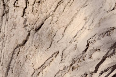 Yakın plan ağaç kabuğu dokusu. Ahşap beyazı zararlılara karşı korur..