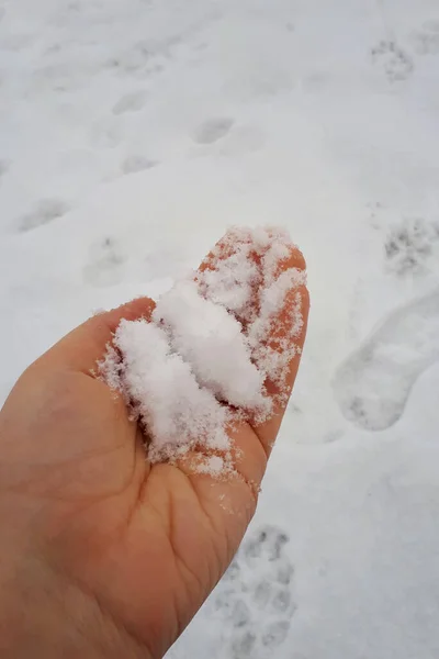 Eerste Sneeuw Een Vrouwelijke Hand Witte Koude Sneeuw Verticale Foto — Stockfoto