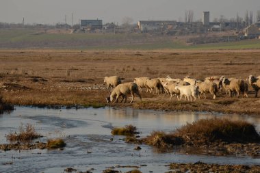 Küçük bir nehrin yanında koyun sulama yeri sürüsü. Tarım ve hayvancılık kavramı. Kırsal kesimde güneşli bir günde sığırlar otluyor..