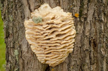 Parazit mantarı, yaprak döken ağaçlarda yetişen sülfür sarısı bir mantardır. Yatay fotoğraf yakın plan