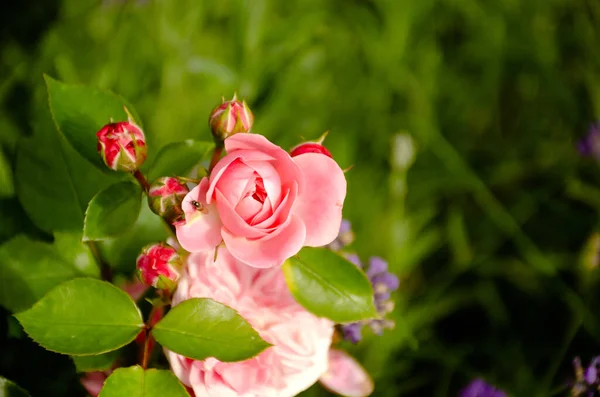 Różowy Pączek Róży Zielony Liście Zbliżenie Letni Ogród Selektywna Ostrość — Zdjęcie stockowe