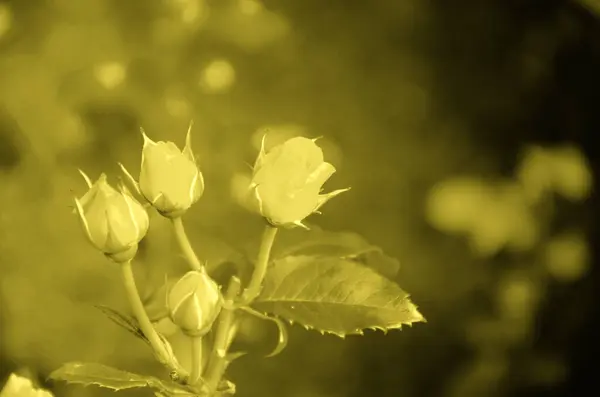 Ніжні Розмальовки Літньому Саду Красивий Квітковий Фон Тонуванням Освітлення Тренд — стокове фото