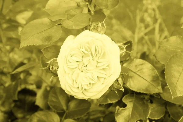 Piękna Róża Małymi Pączkami Ogrodzie Letnim Płaskie Leżały Tonizujący Foto — Zdjęcie stockowe
