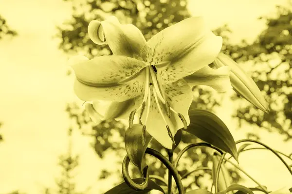 Beautiful Lily Summer Garden Close Toning Illuminating Horizontal Photo Flower — Stock Photo, Image