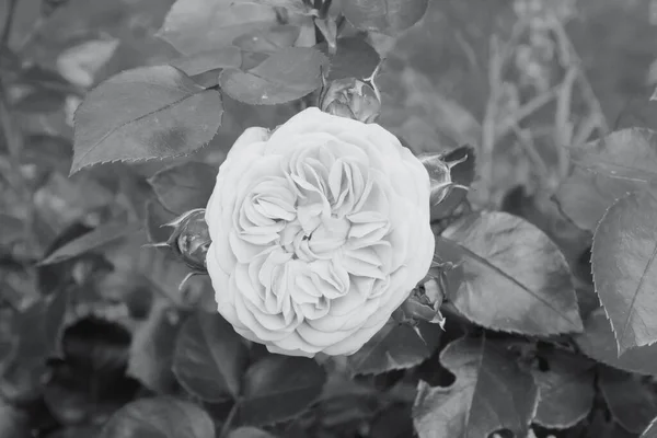 Piękna Róża Małymi Pączkami Ogrodzie Letnim Płaskie Leżały Zdjęcie Tonizujący — Zdjęcie stockowe