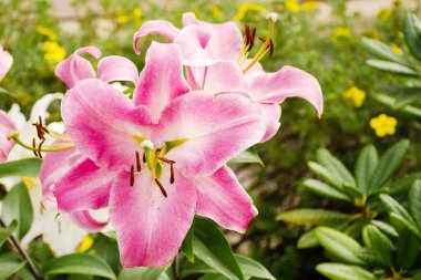 Yaz bahçesindeki güzel pembe zambak. Çiçek arkaplanının yatay fotoğrafı