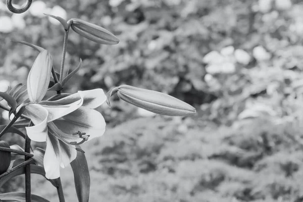 Flores y brotes de lirios en un primer plano jardín de verano, con espacio para copias. Foto tonificando Ultimate Gray. Foto horizontal de fondo de flores — Foto de Stock