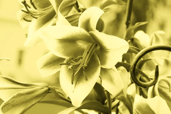 Lilie Ogrodzie Letnim Tonowanie Oświetlające Poziome Zdjęcie Kwiatu Bliska — Zdjęcie stockowe