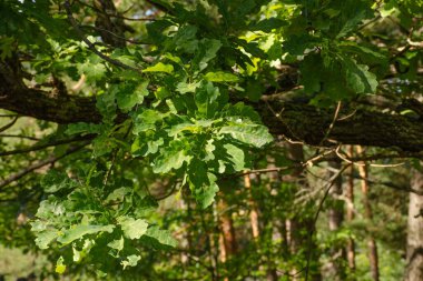 Yaz günü yeşil yapraklı meşe dalları. Güzel yatay doğa fotoğrafı.