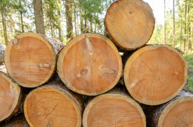 Kesilmiş orman yaz ormanına bırakılır. Ahşap desenli yatay arkaplan