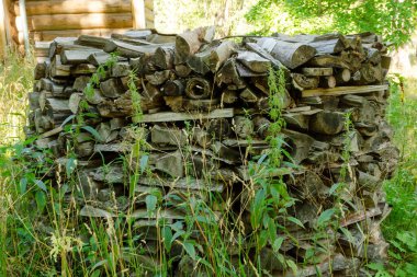 Bir yaz günü ormanda yakacak odun yığını. Isıtma için yakıt tedariği