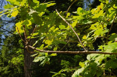 Yazın güneşli bir günde ağaç dallarında yeşil meşe yaprakları. Güzel arkaplanlı yatay fotoğraf