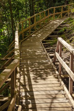 Yazın yeşil ormanda tahta köprü. Güneşli bir günde doğanın dikey fotoğrafı