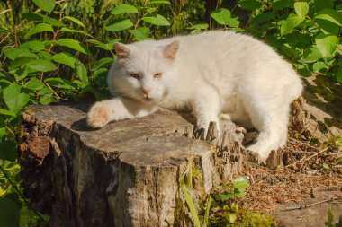 Büyük beyaz kedi güneşli yaz kütüğünün üzerinde yatıyor. Sarı gözlerin yakından bakışı.
