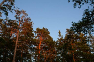 Gün batımında mavi gökyüzüne karşı çam dalları. Ağaçlar akşam güneşiyle aydınlanır.
