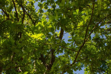 Yaz günü yeşil yapraklı meşe dalları. Güzel yatay doğa fotoğrafı.