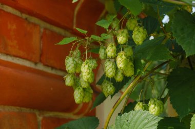 Bir yaz gününde kırmızı tuğla duvarda büyüyen yeşil zıplamalar, yatay yakın plan fotoğraf