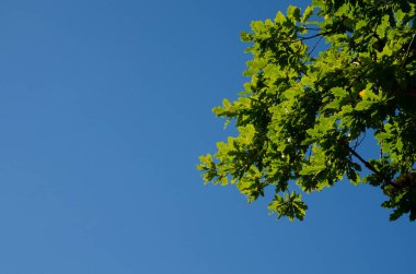 Yazın yeşil meşe yaprakları mavi gökyüzüne karşı güneşli bir günde. Kopyalama alanı olan yatay fotoğraf