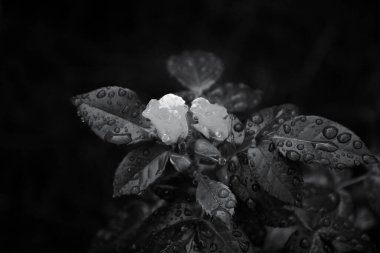 Bahçede damlaları olan güzel gül tomurcukları ve yapraklar, Nihai Gri tonlama. Yaz çiçeği arka planı