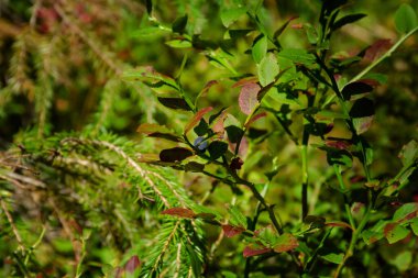Yabani ormanda yeşil yaprakların arasında yabanmersini. Sağlıklı ve sağlıklı gıda konsepti, doğal arka plan.