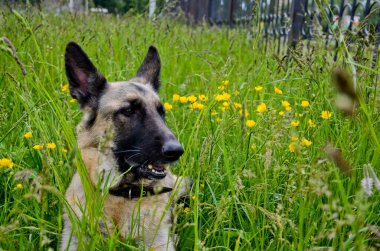 Güzel bir Alman çoban köpeğinin portresi. Uzun yeşil çimenlerin üzerinde yatıyor. Bir yaz günü sarı renkler..