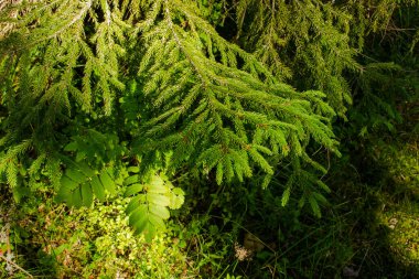 Güneşli bir günde, yaz ormanında yeşil ladin dalları. Güzel Noel ağacı, tatil konsepti ve doğal arka plan