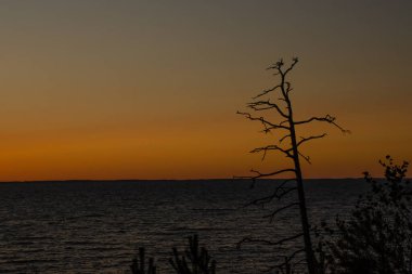 Sakin göl üzerinde gün batımı ve kuru ağaç günbatımı arkaplanı