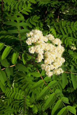 Beyaz kayın çiçekleri parlak yeşil yaprakların arasında. Parkta çiçek açan dağ külleri, yemyeşil arka plan.