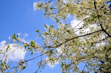 Mavi gökyüzüne karşı beyaz çiçekler ve yeşil yapraklar. Gökyüzünün arka planında beyaz bulutlu kiraz dalları. Seçici odak.
