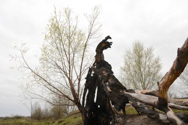 Yanmış bir ağaç gövdesi, ama ağacın bir kısmı canlı. Yaşam canlandırma konsepti