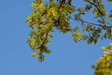 Açık hava eğlencesi konsepti. Yeşil akçaağaç yaprakları güneşli bir bahar gününde mavi gökyüzüne karşı. Alt görünüm, yatay fotoğraf.