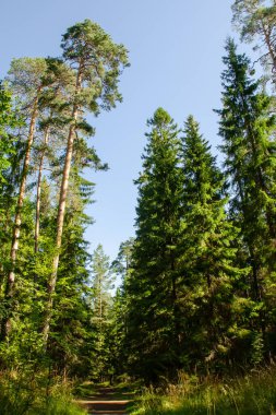 Yaz ormanlarında bir yürüyüş parkuru, güzel kuzey doğası arasında. Ormanın, ağaçların ve mavi gökyüzünün dikey doğal arka planı