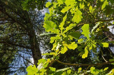 Yazın güneşli bir günde ağaç dallarında yeşil meşe yaprakları. Güzel arkaplanlı yatay fotoğraf